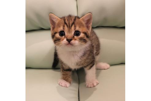 成約済の大阪府のスコティッシュフォールド-6544